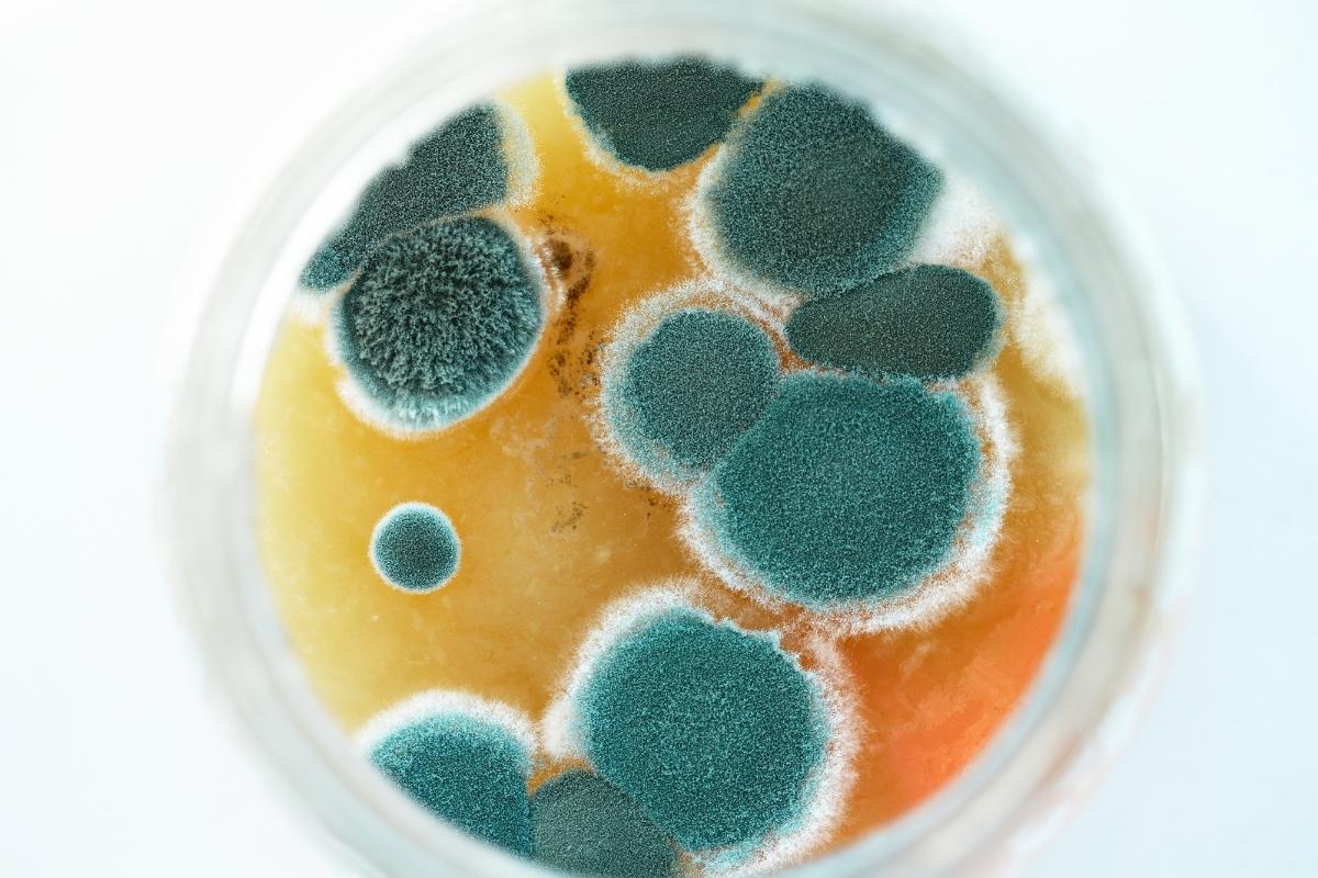 mold that may grow in water filters