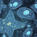 Do water filters remove amoebas