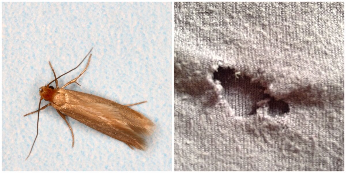 moths putting holes in clothes